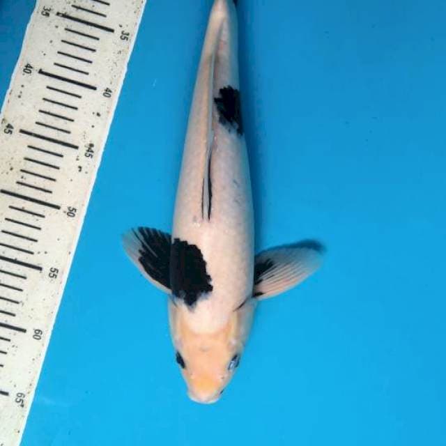 Shiro utsuri 39cm Male