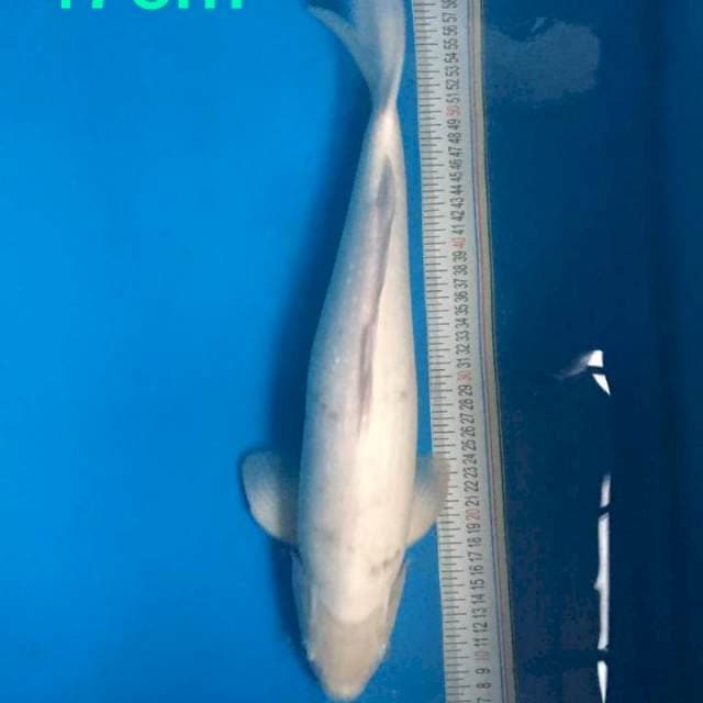 Bekko Jumbo