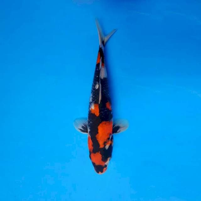 HIRO 9 - SHOWA SANSOKU ®