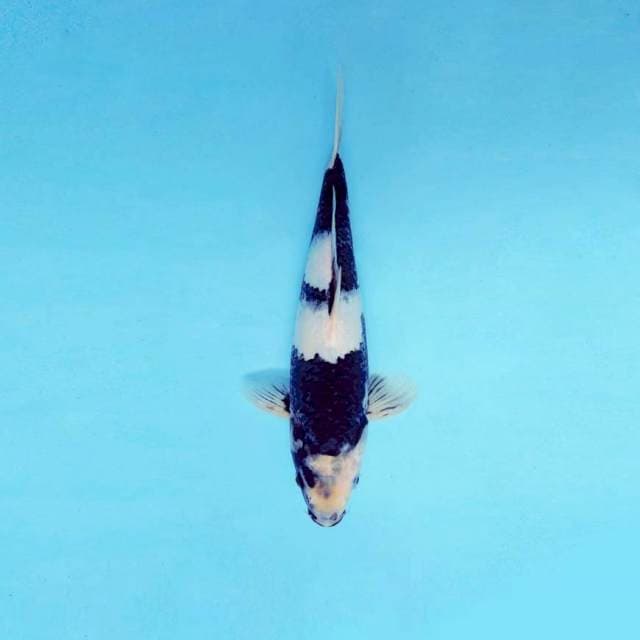 HIRO 14 - SHIRO ®