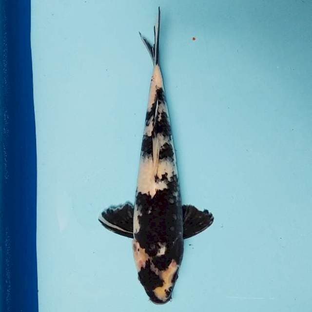 SHIRO 25 CM