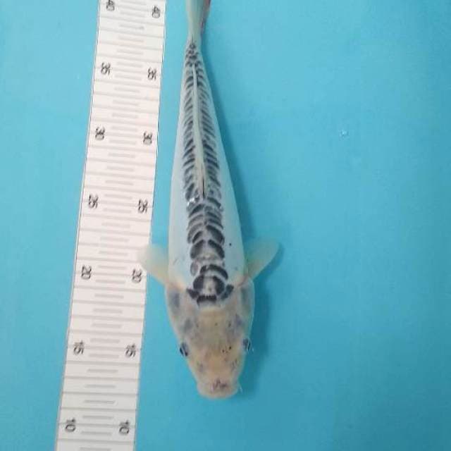 Shusui 32cm