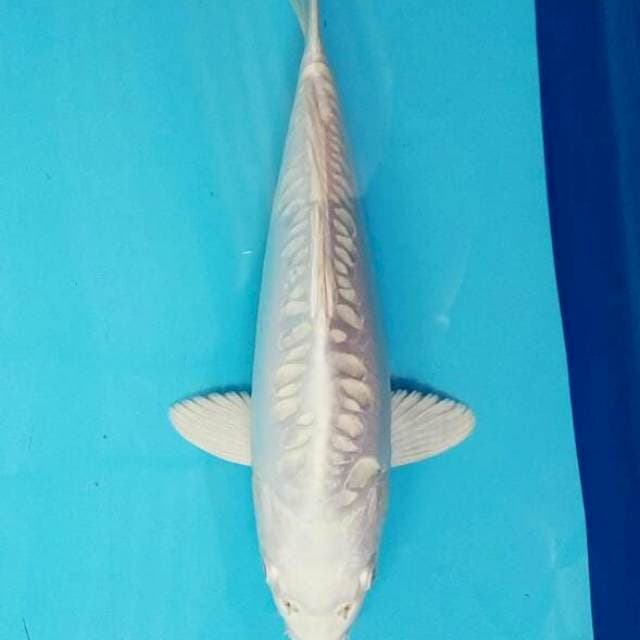 Platinum 25cm