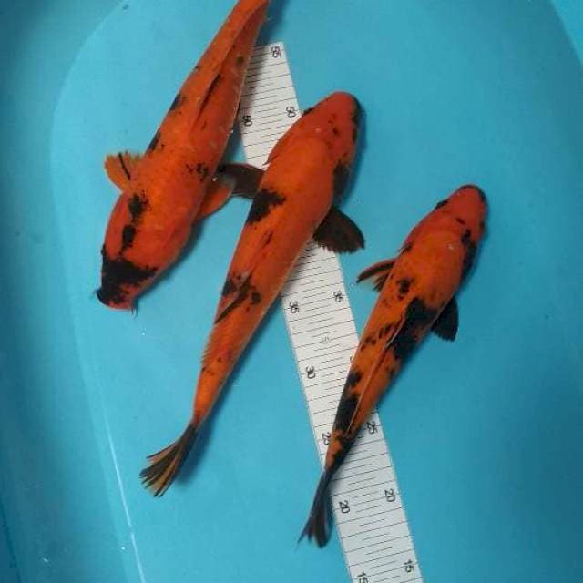 Hi utsuri 30,34,35cm