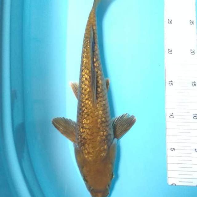 Chagoi 32cm
