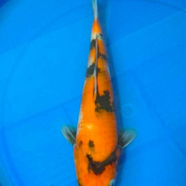 Hi showa 30cm