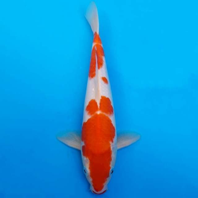 Deep red kohaku 30cm