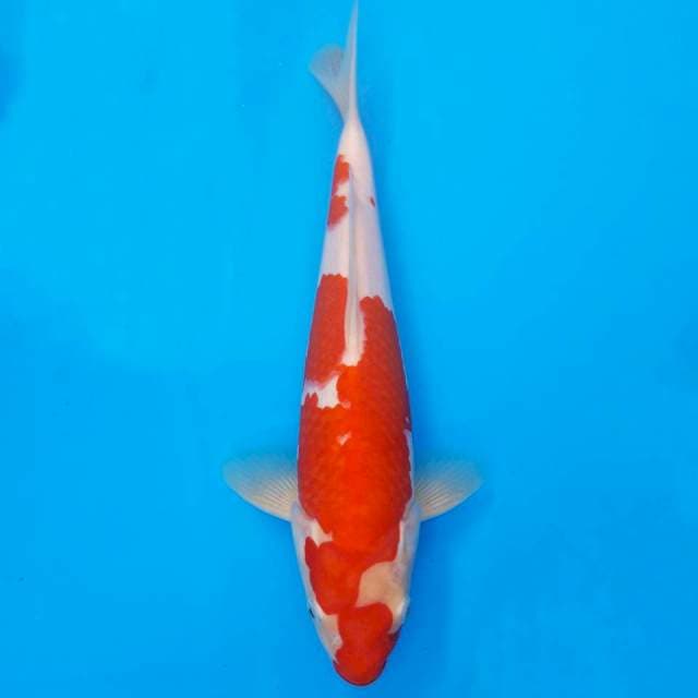 Deep red kohaku 30cm