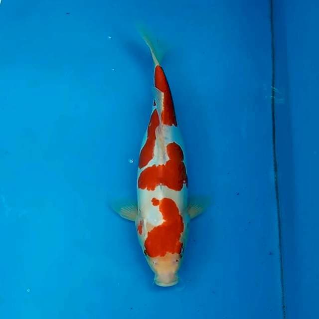 Kohaku Doitsu 30 cm