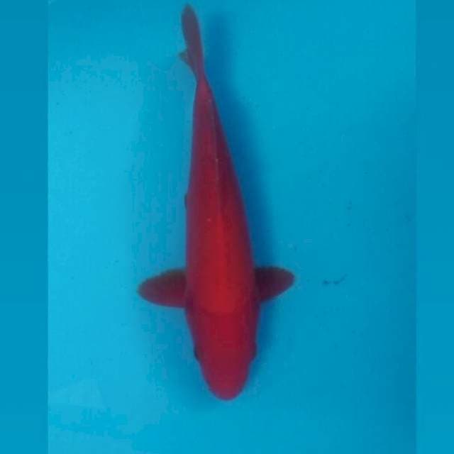 Juara 2 Benigoi, 23 cm