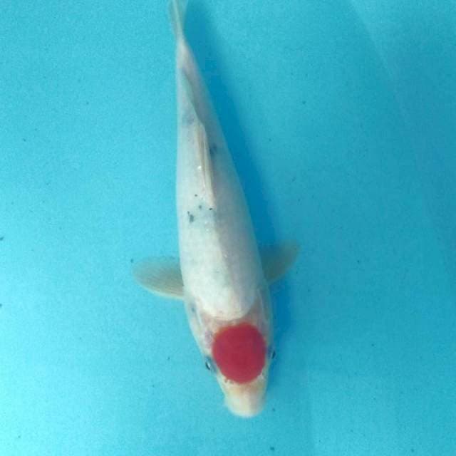 Tancho Sanke Tategoi, male 26 cm