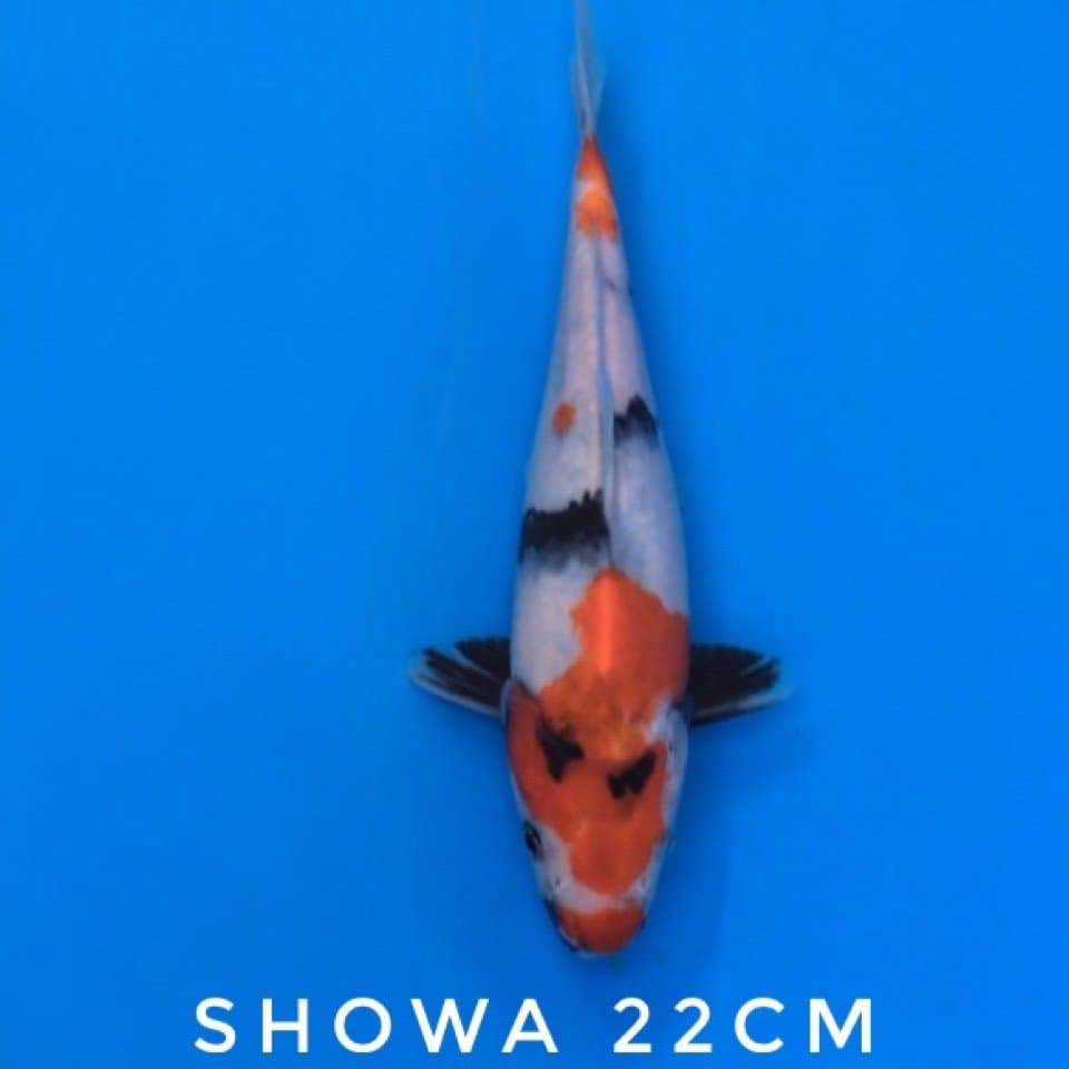 showa 22cm