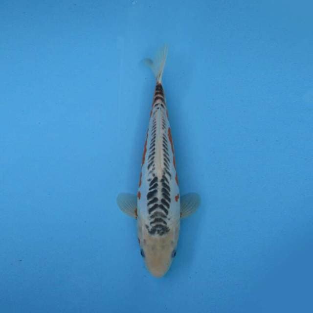 BKS (SHUSUI BAGUS 35 CM )