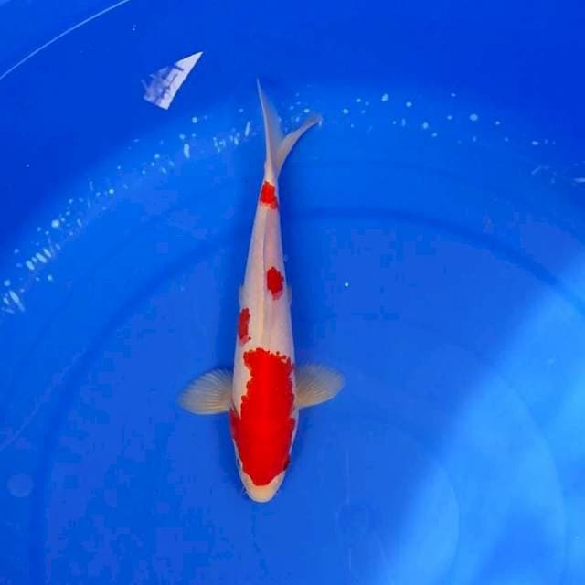 Mini super red