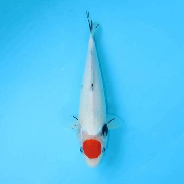 TANCHO SHOWA TATEGOI ORIGINAL 34 CM