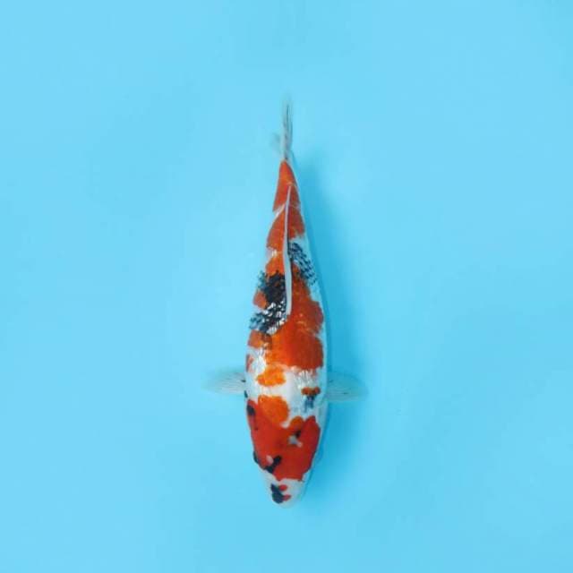 SHOWA GINRIN 37 CM FEMALE