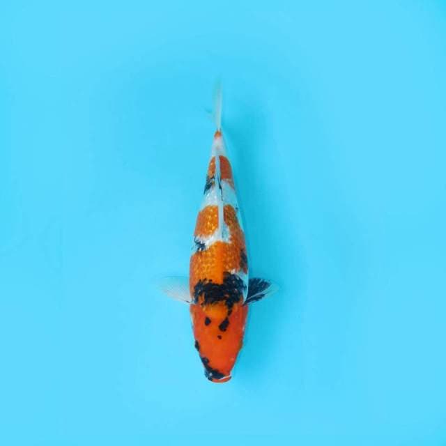 SHOWA GINRIN 38 CM FEMALE
