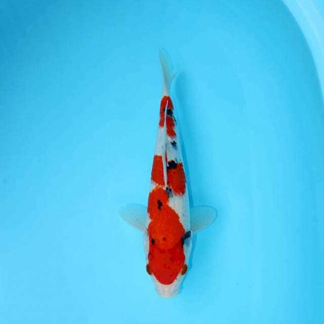 SANKE FEMALE 32 CM