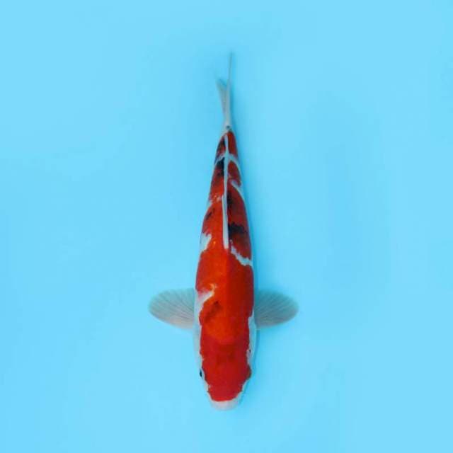 SHOWA TATEGOI 40 CM MALE
