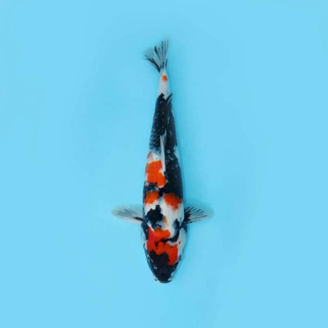 SHOWA 46 CM FEMALE