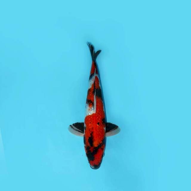 SHOWA GINRIN MALE STRONG 36 CM