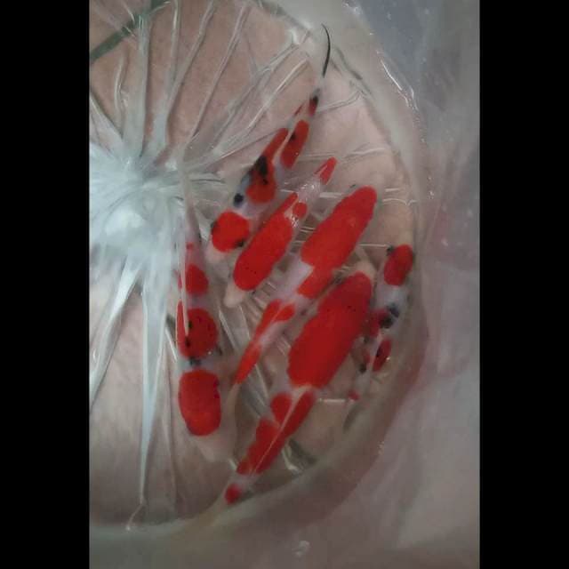 Paket siip 15-20cm (original)