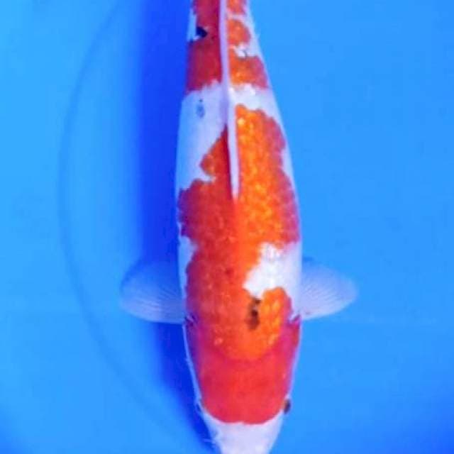 GINRIN JUMBO