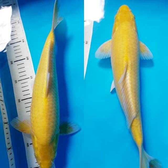 KARASI BULKY 37cm MALE