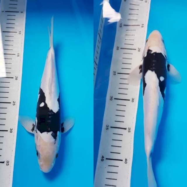 KUMONRYU 28cm MALE