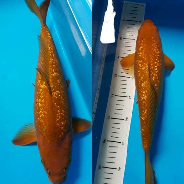 TEMBAGA 39cm FEMALE