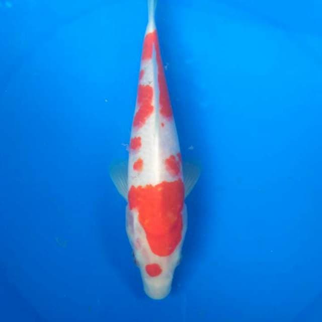 Sk kohaku
