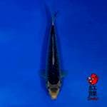 F1 Asagi 32cm