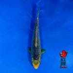 F1 Asagi 35cm