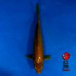 Midori 30cm