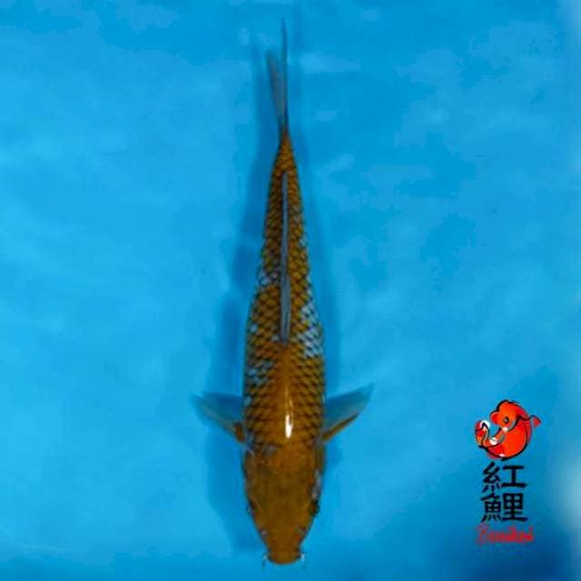 Ochiba 32cm