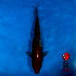 Ochiba 32cm