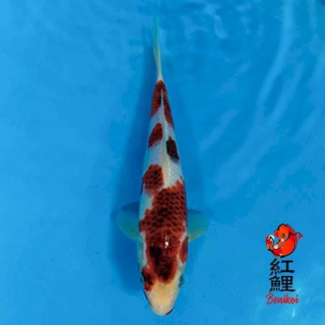 Ai goromo 25cm