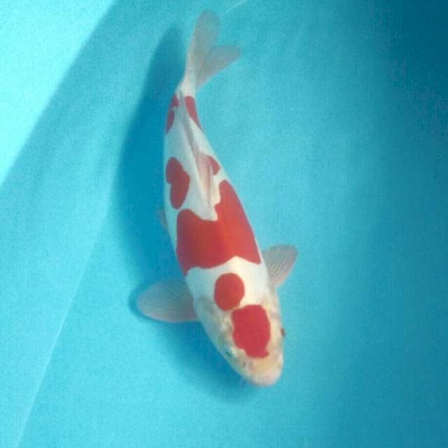 Kohaku doitsu murni, male 36 cm