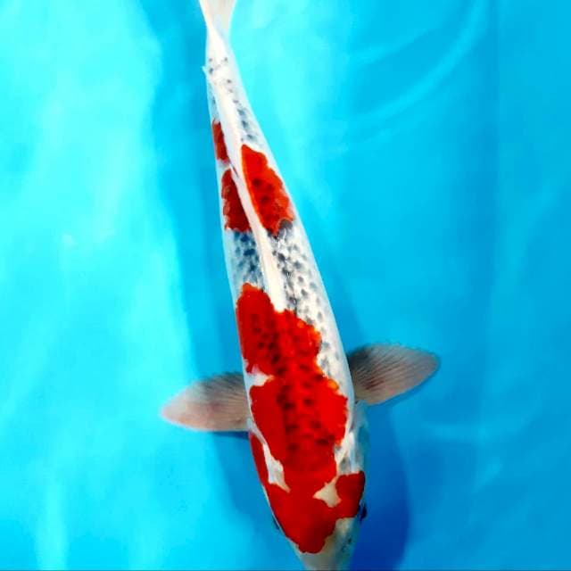 Male ghosiki 40 cm