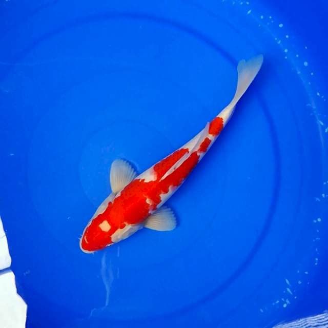 Red Super Male