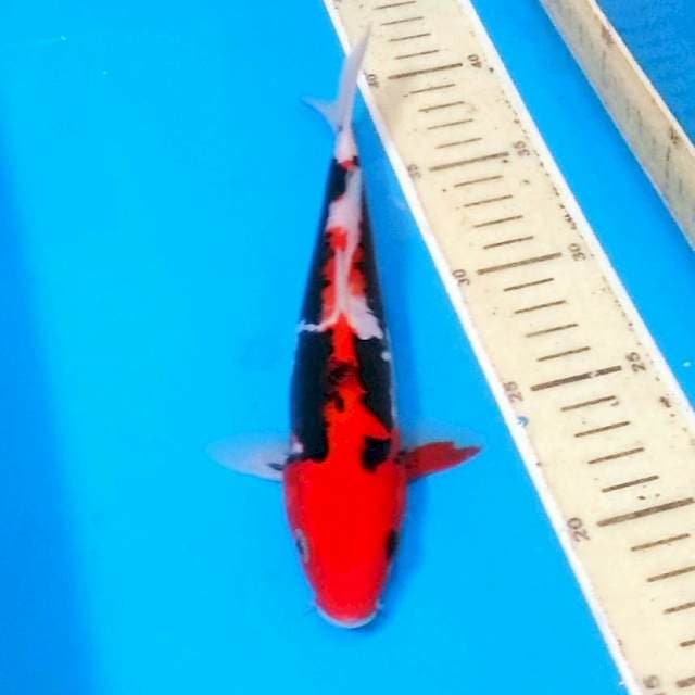 Benikumonryu merah mantab