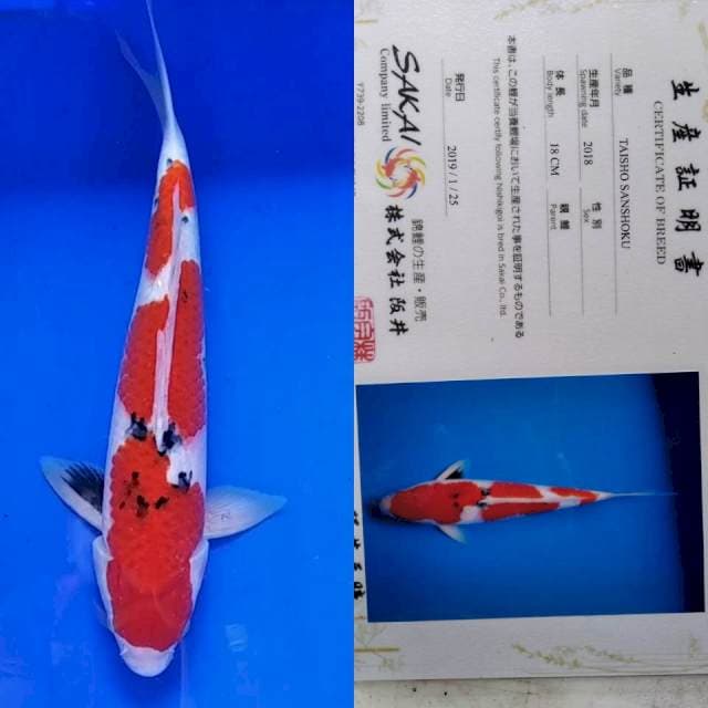 Sanke import sakai