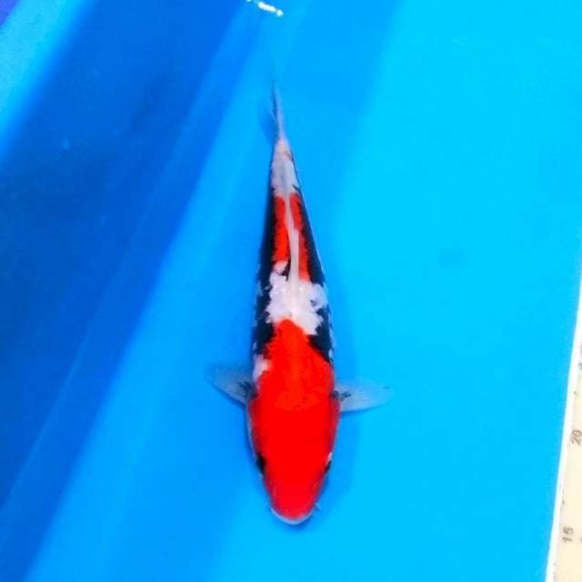Benikumonryu merah mantab