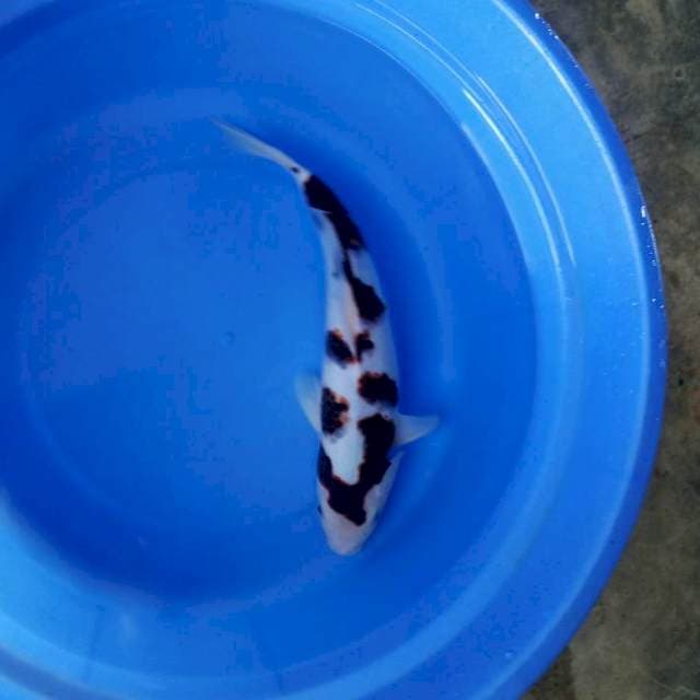 35cm male