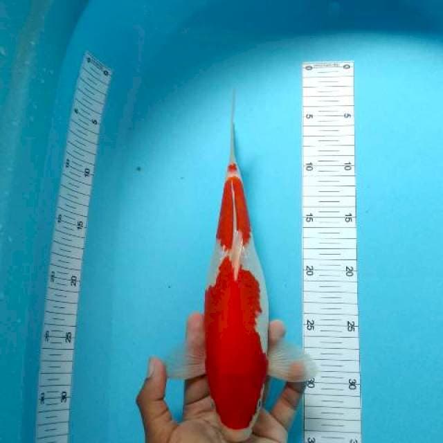 kohaku red strong jantan body shot