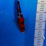 Sanke 23 cm