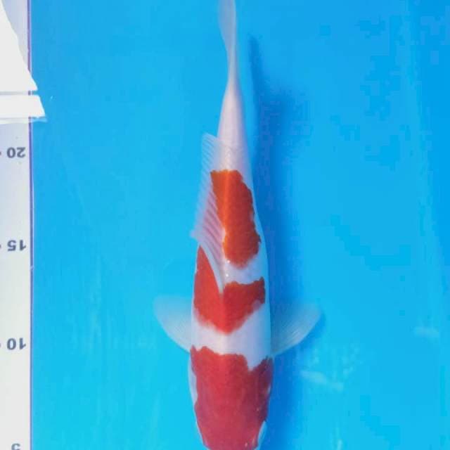Kohaku 23 cm
