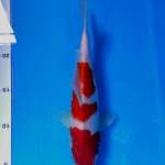 Kohaku 23 cm