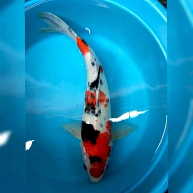 Sanke 43cm siip orisinil
