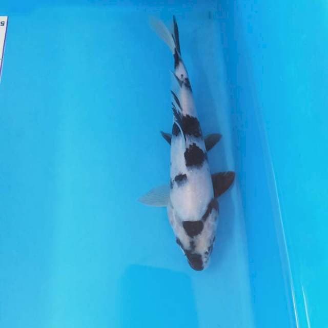 Shiro 23 cm